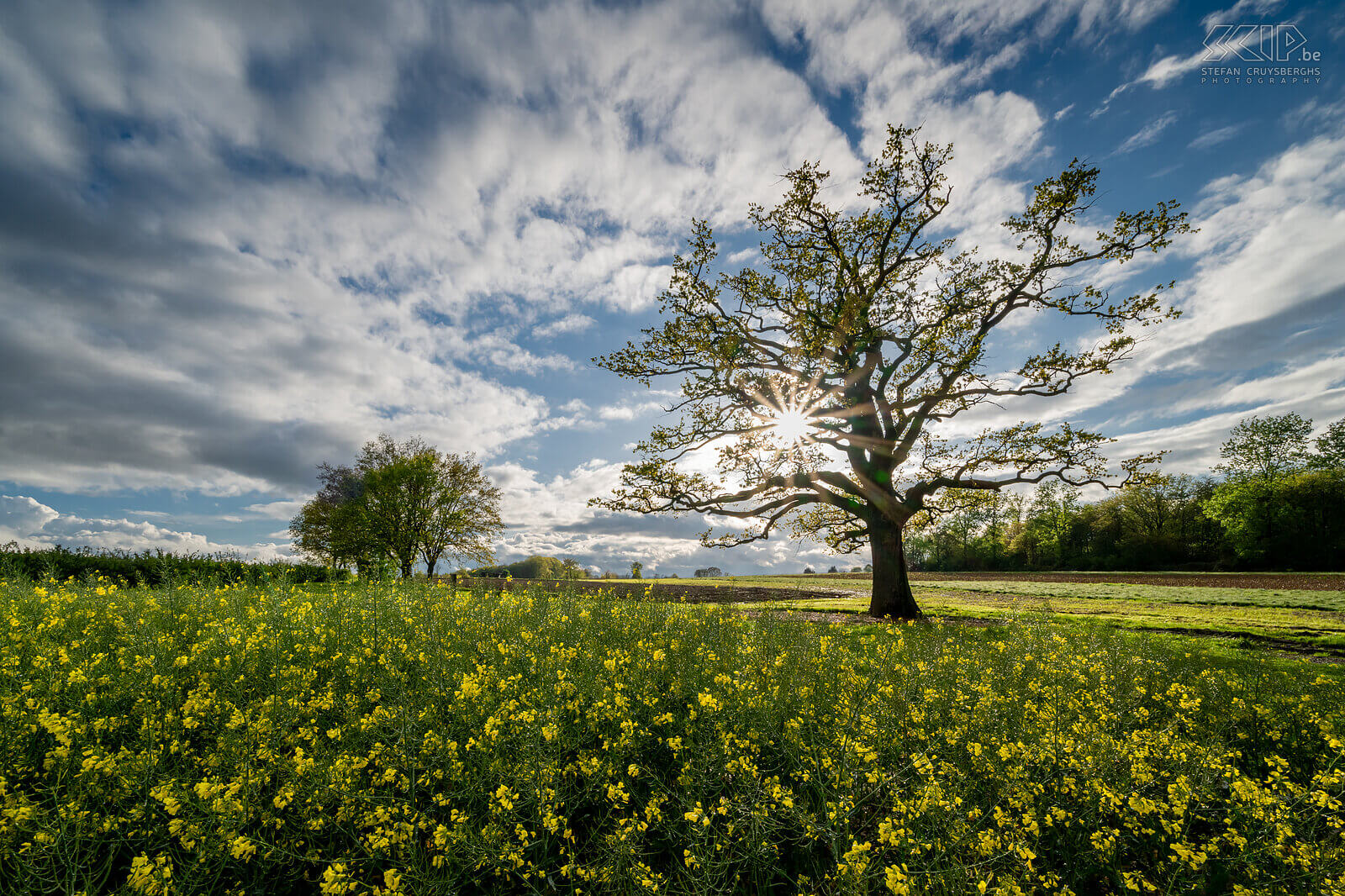 Spring bloomers - Rapeseed on old oak of Kaggevinne  Stefan Cruysberghs